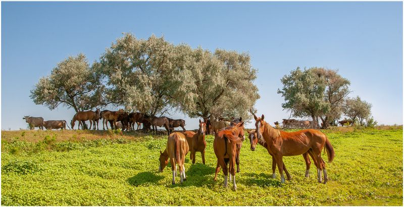 у села  камышово В ТЕНИ  СЕРЕБРИСТОГО  ЛОХА   (+43 )photo preview