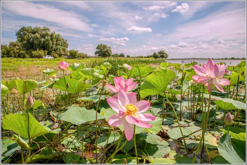 у села  камышово НА  ЛОТОСНОМ  ПОЛЕphoto preview