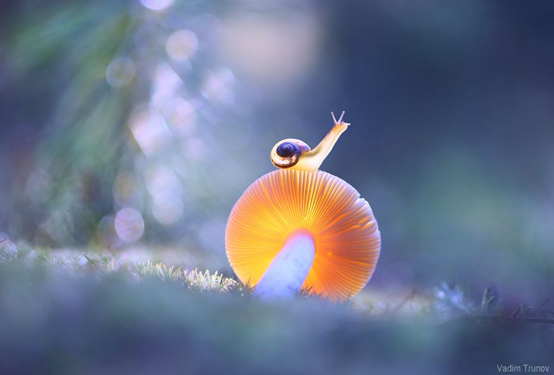 улитка, гриб *** фото превью