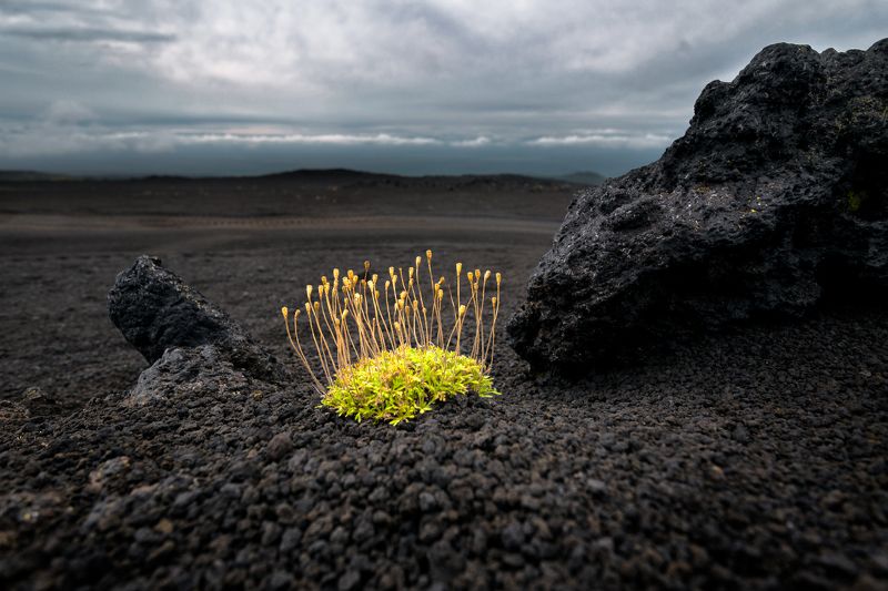 вулканы, шлак, пепел, растение, зелёное, контраст Зарождениеphoto preview