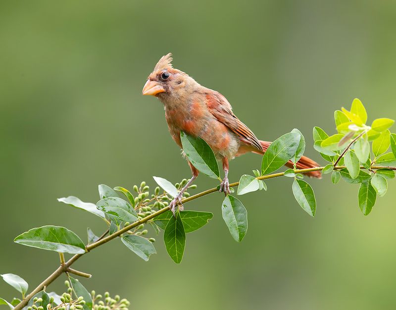 красный кардинал, northern cardinal, cardinal,кардинал Juvenile Northern Cardinal - Молодая птица -Красный кардиналphoto preview