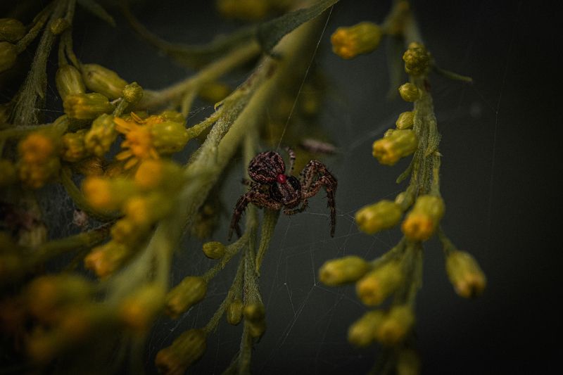 макро пауки Хищник в ожидании своей жертвы.photo preview