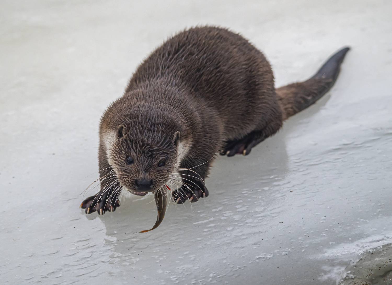 выдра, лед, зима, беларусь, красный бор, Савчук Сергей