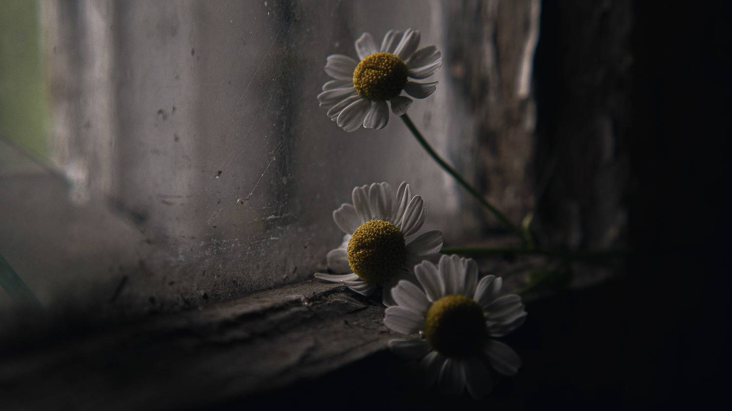 по эту сторону жизни. Автор: Владимир Осауленко , Владимир Осауленко