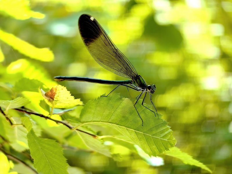 Стрекоза Стрекозаphoto preview