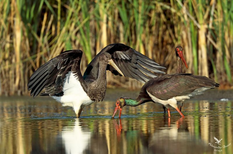 чёрный аист. Учись сынок рыбку ловить.photo preview