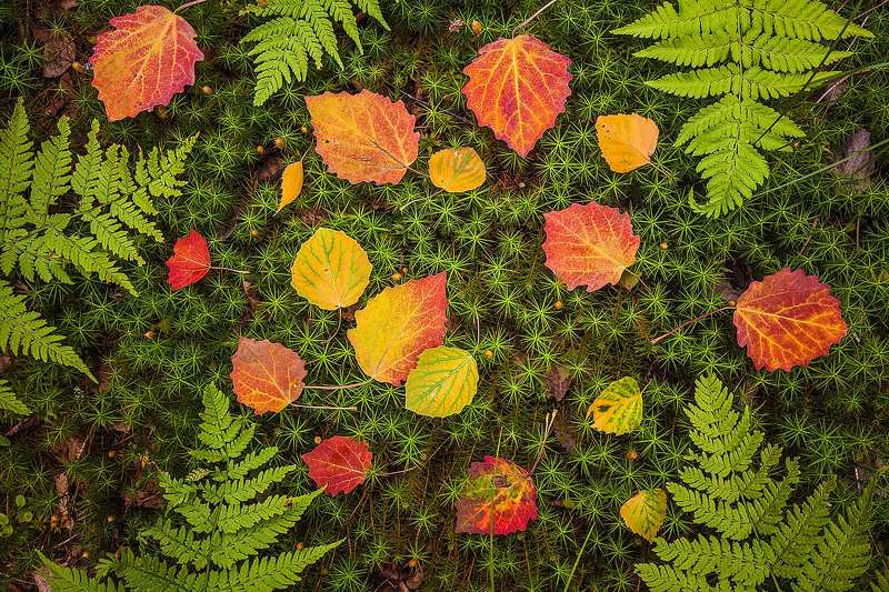 Лесной ковёрphoto preview