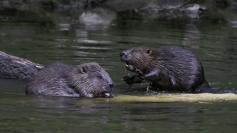 Невозмутимый папаphoto preview