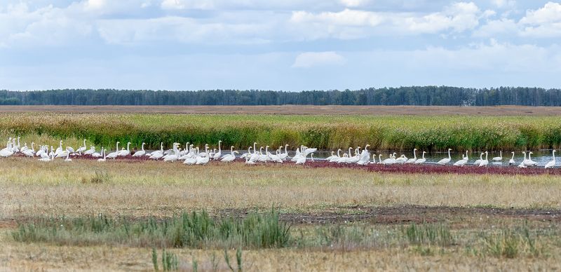 птицы, лебедь кликун, стая, озеро, Стая кликуновphoto preview