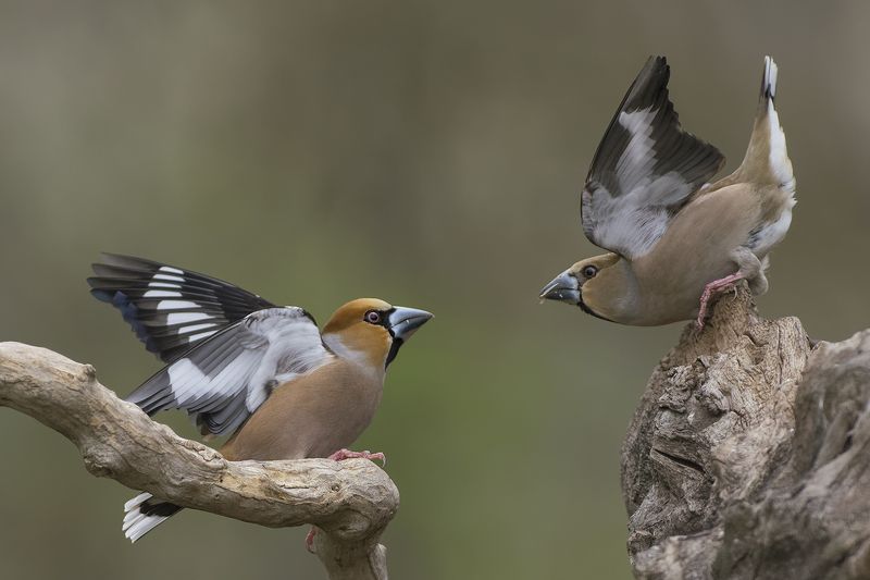 Дубоносыphoto preview