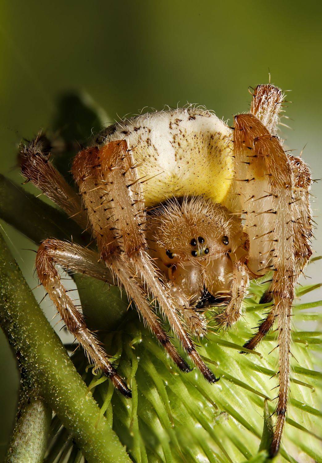 spider, spiderphoto, spiderimage, spiderlovers, arachnid, arachnology, macrophoto, nature, macrophotography, Stephane