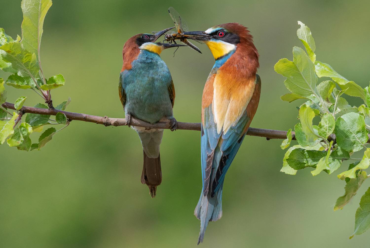 птицы, щурки, весна, лето, стрекоза, фотоохота, природа, Сигушин Руслан