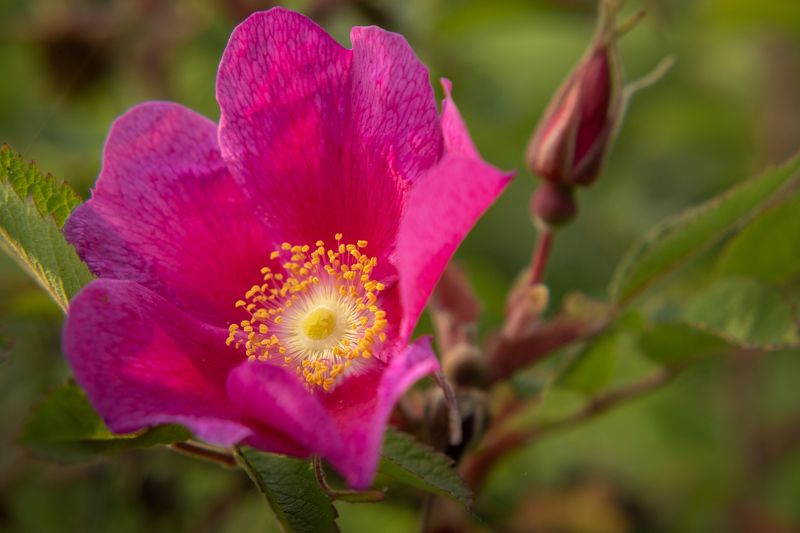 Камчатка шиповник роза цветы Шиповник цвететphoto preview