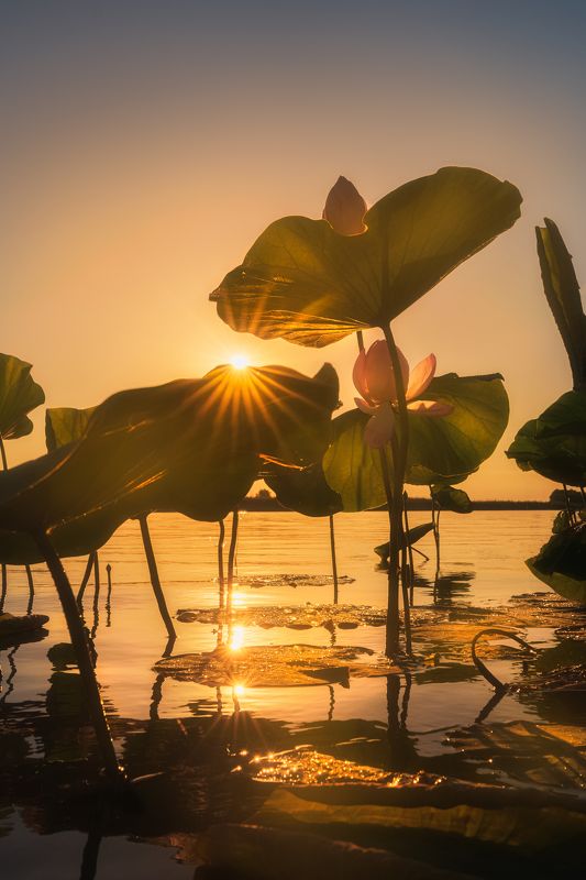 лотосы, рассвет, астрахань, волга, лотосовое поле, цветы, пейзаж, landscape, lotus, russia, aerialphoto Золотые лотосыphoto preview