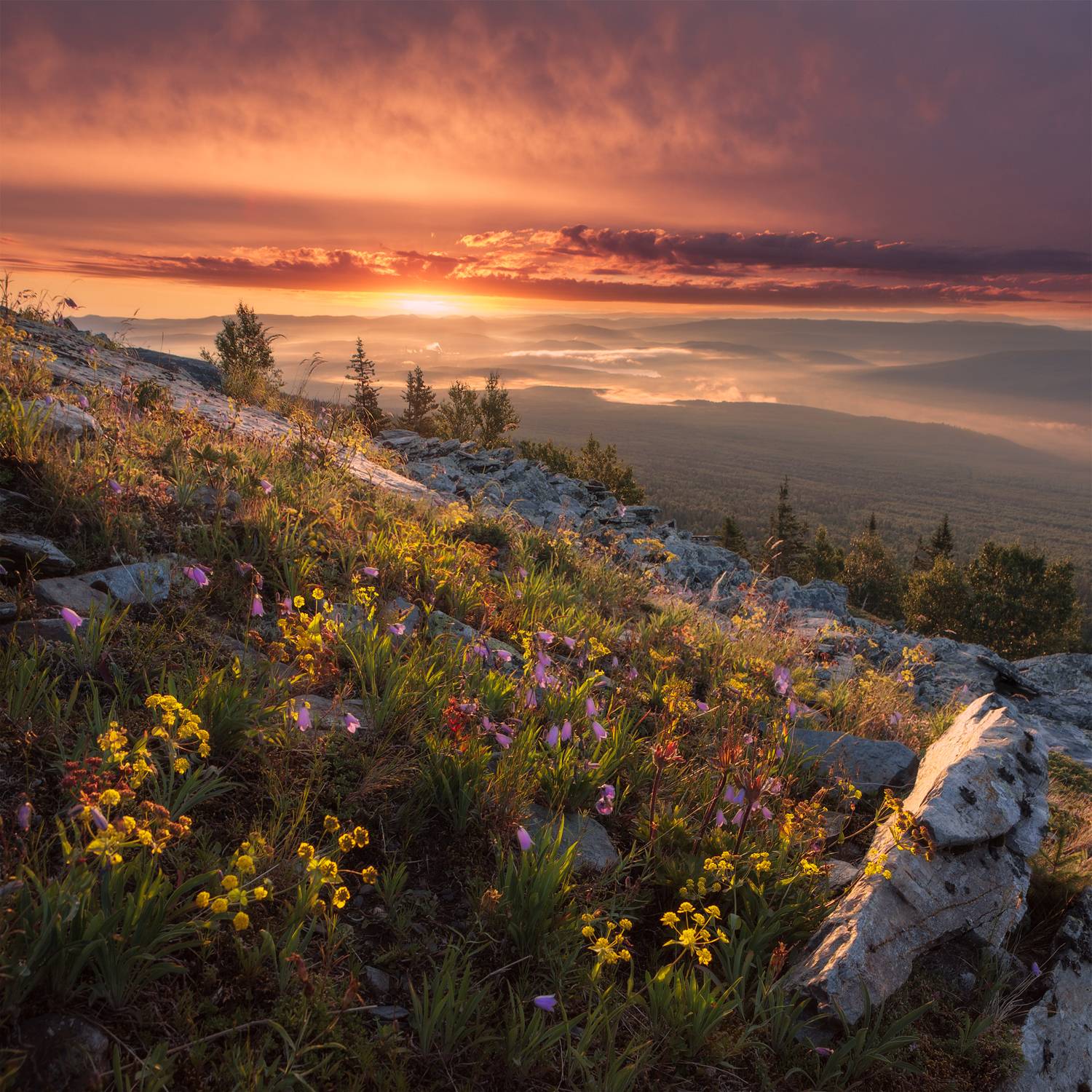 уреньга, горные цветы,  marateaman