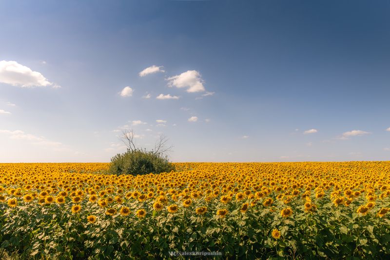 Солнечные цветы ?photo preview