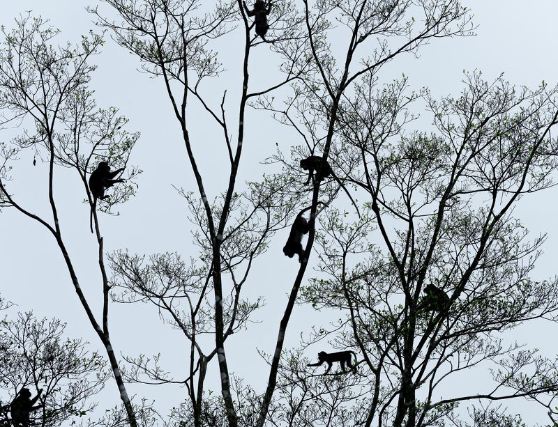 Обезьяны прилетелиphoto preview