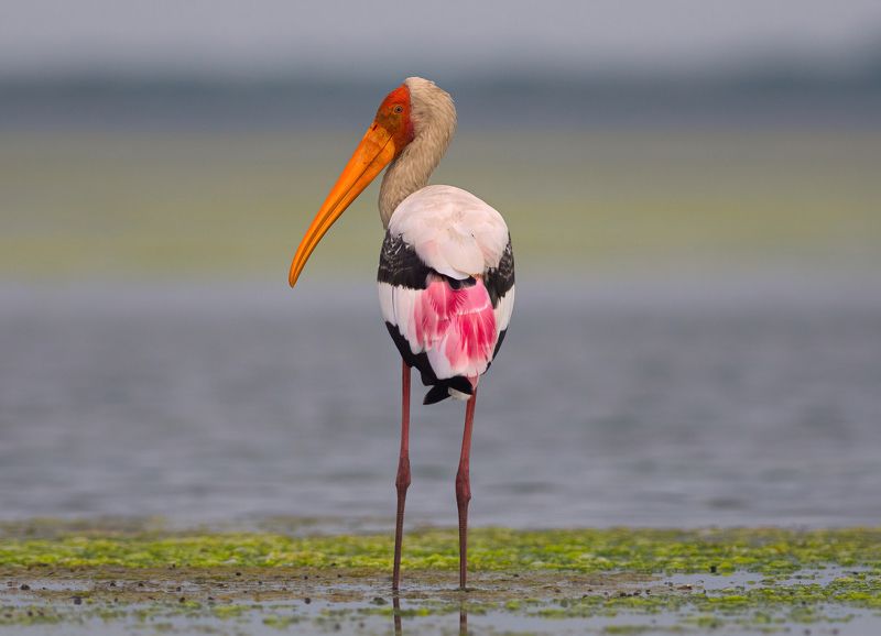 bird,birds,nikon,wild,water,shadows,lake,pond,flowers,swan,colors,nikon,beauty,nature,animals,eyes,egret,songbird,jungle,white,wings,fly Painted Storkphoto preview