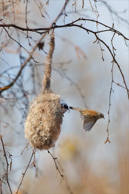 Ремезы в весенних заботах фото превью