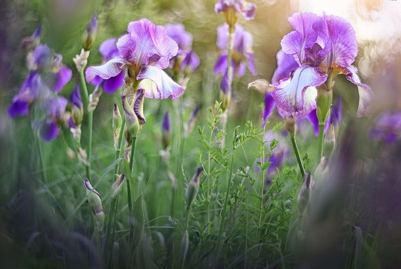 Ирисыphoto preview