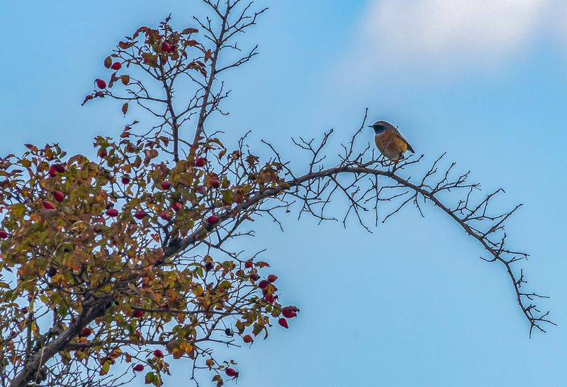 осень, птицы, горихвостка, крым, казантипский заповедник Горихвостка на шиповникеphoto preview