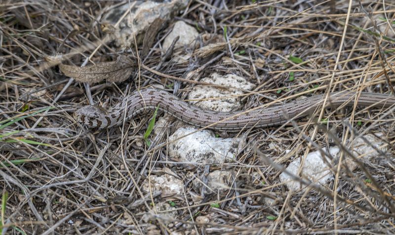 крым, казантипский заповедник , безногая ящерица, желтопузик Желтопузикphoto preview