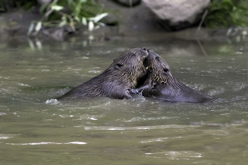 бобры, река, борьба Борьба титановphoto preview