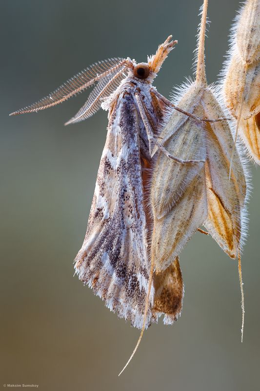 Утроphoto preview