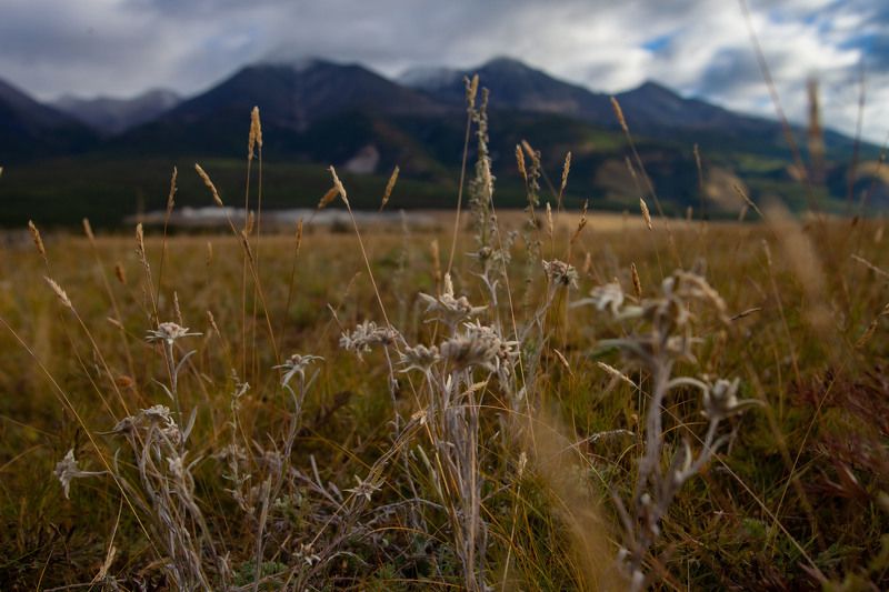 Эдельвейсphoto preview