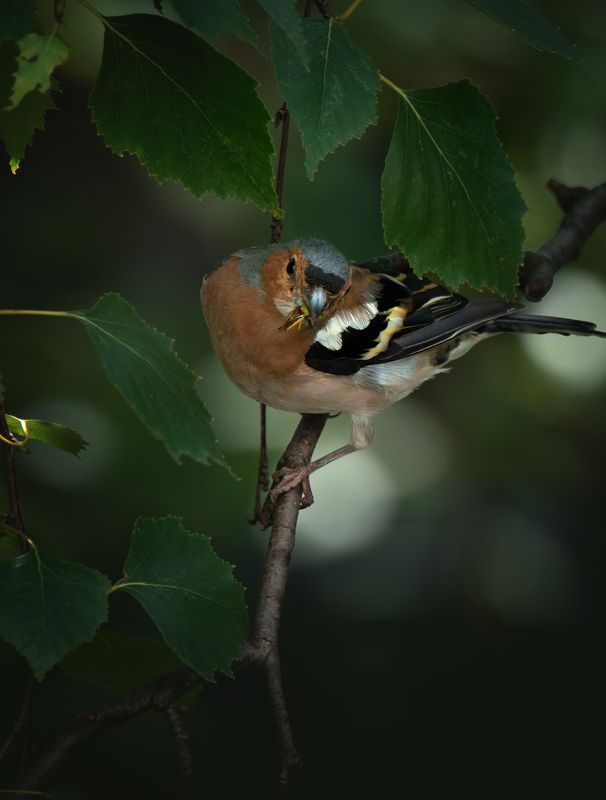 с вкусняшкойphoto preview