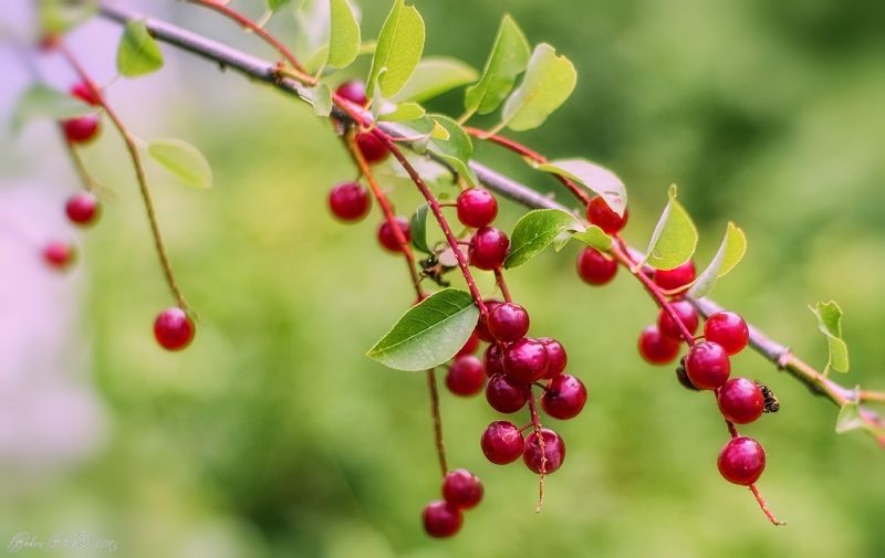 Ягоды в глазури августа...photo preview