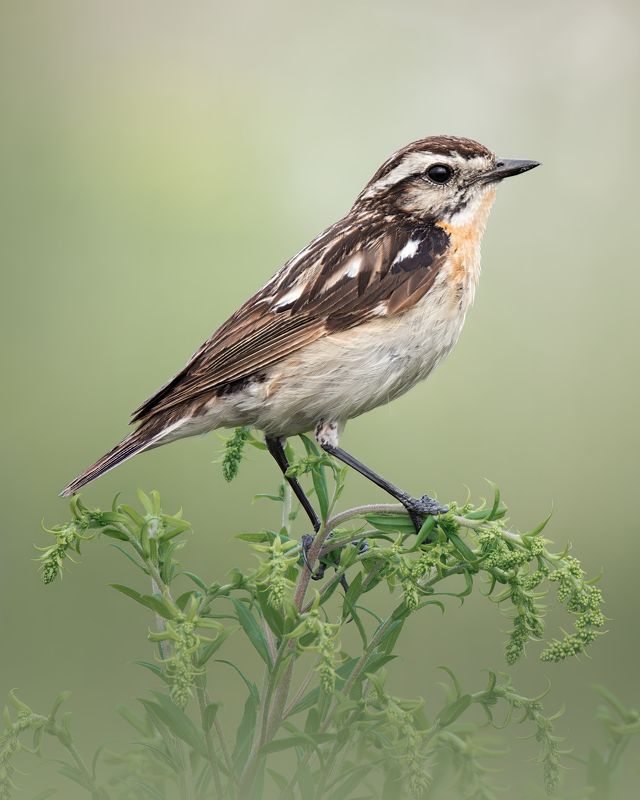 Луговой чекан, Saxicola rubetra, Июль 2023photo preview