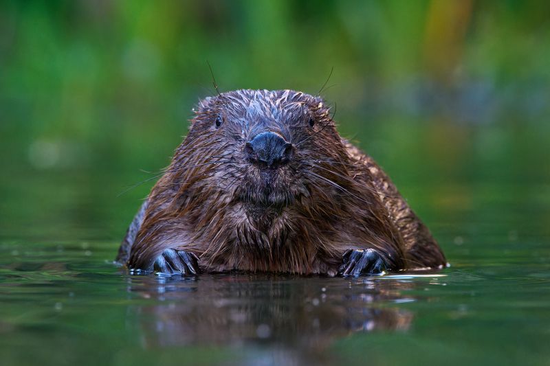 #animal #wildlife #nature #wildlife_photography Боберphoto preview