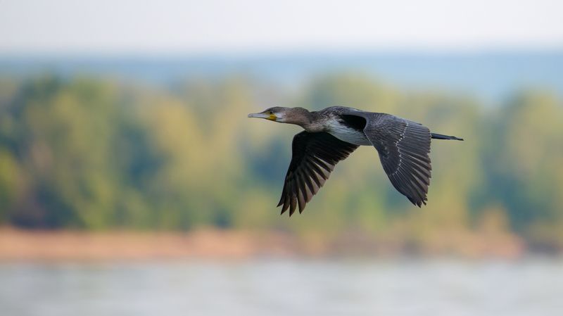 #bird #wildlife #nature #birdphotography Бакланphoto preview