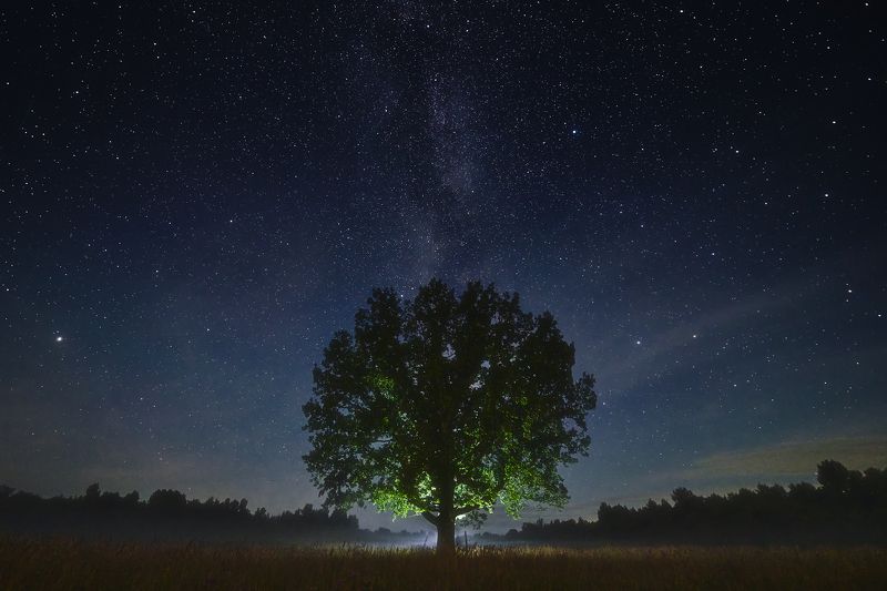 дуб, звёзды Дуб под звёздным небомphoto preview