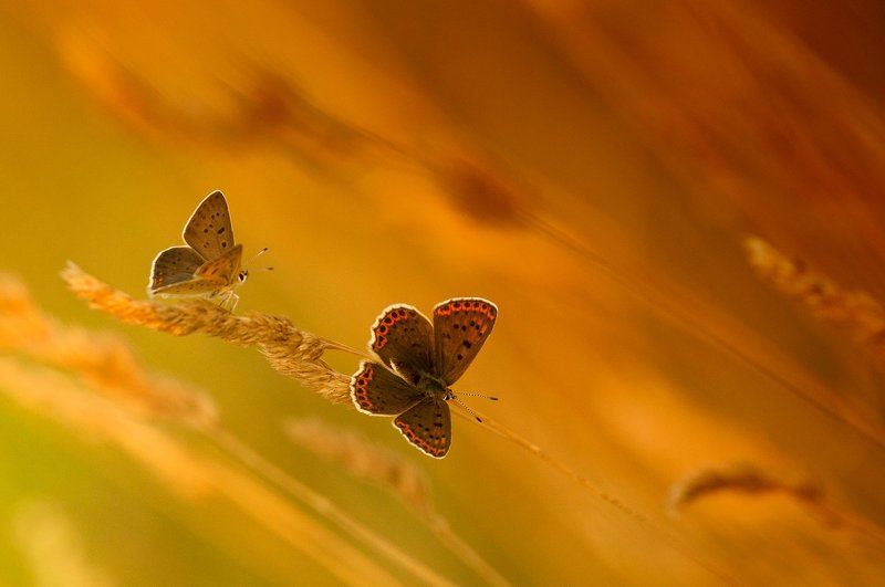 Бабочкиphoto preview