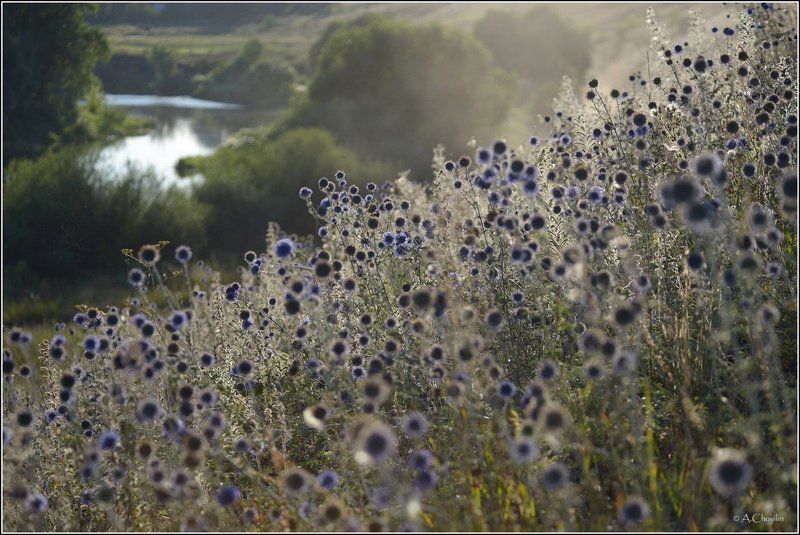 Марево августаphoto preview