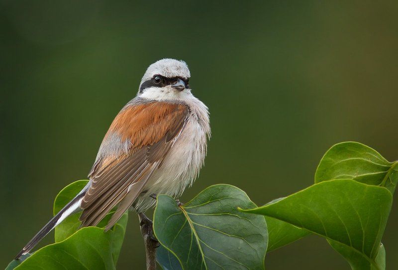 Жулан.photo preview