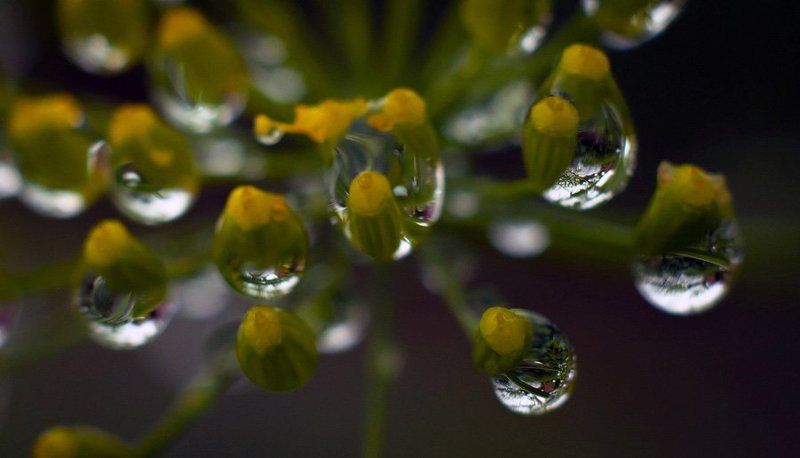 Укроп и каплиphoto preview