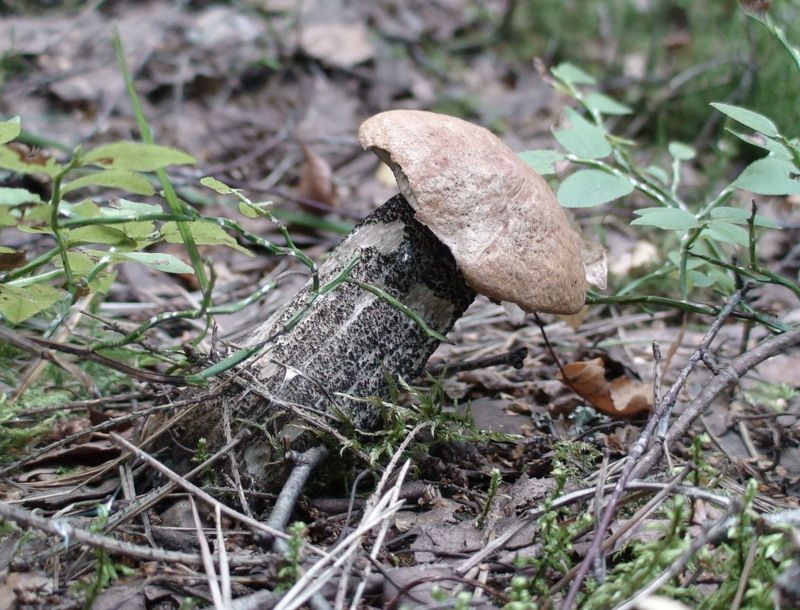 Грибы, Подмосковье О чём он думает?photo preview