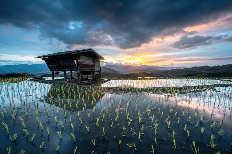 thai,rice,sky,home,refection Light in rice.photo preview