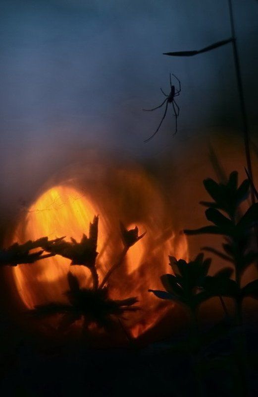 Боке, Вечер, Закат, Паук, Трава Сладость закатаphoto preview