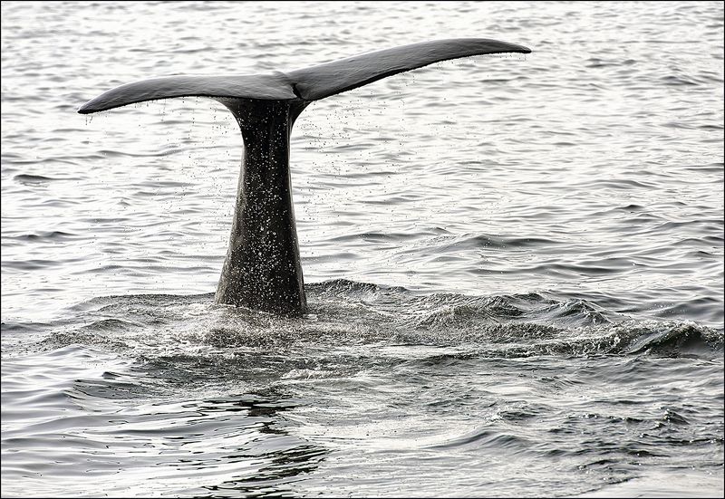 По стойке Смирно!photo preview