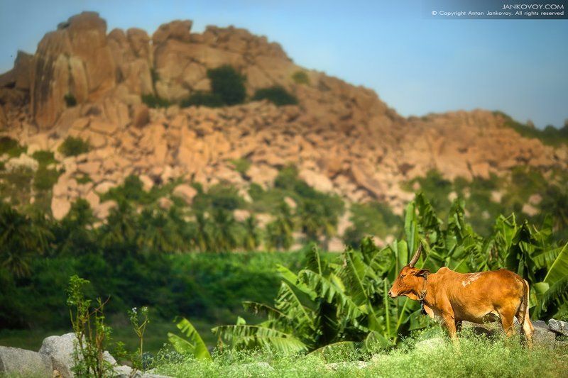 GAU MATA / КОРОВА-МАТЬphoto preview