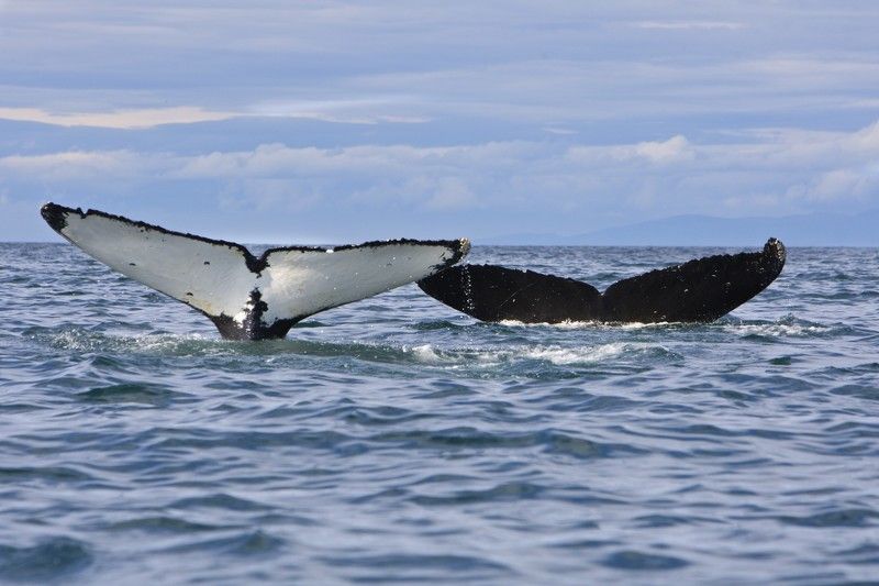 Горбачи, Камчаткаphoto preview