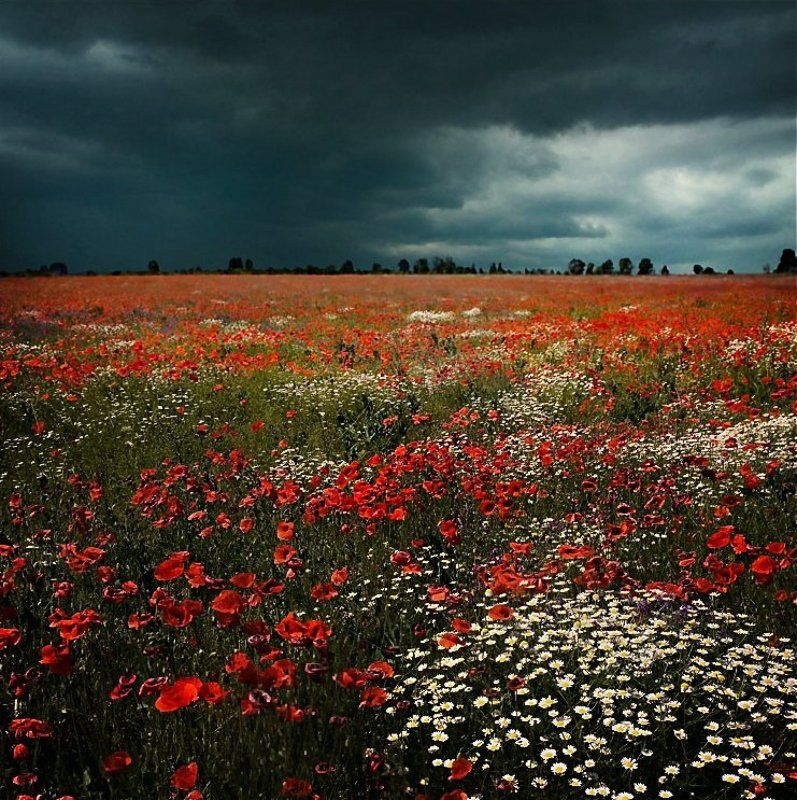 Маково полеphoto preview