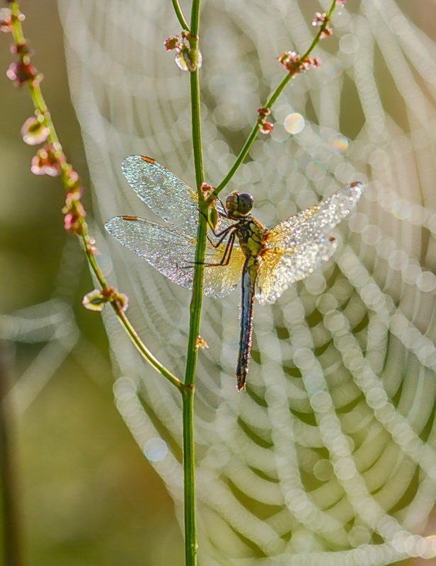 Паутина, Роса, Стрекоза, Утро Утро по-сваровскиphoto preview