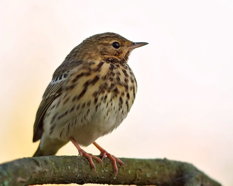 Конек, Лесной конек ***photo preview