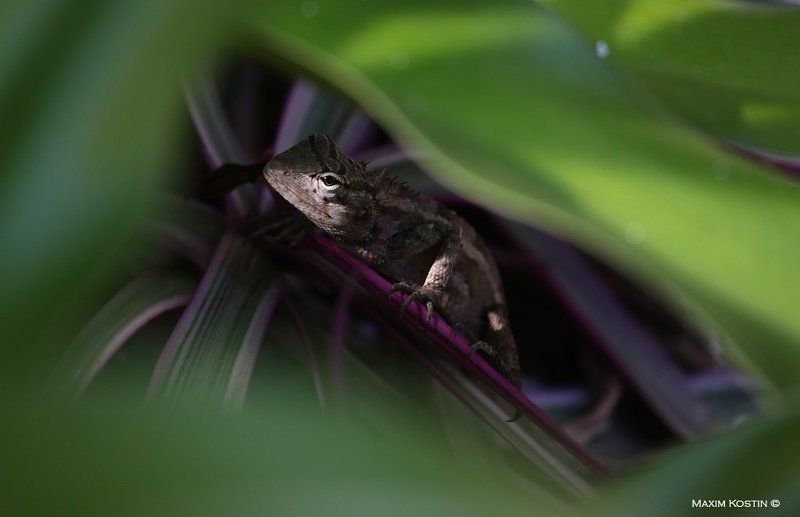 ящерицы, мальдивы, canon, 1dx, фотоохота, Прятки маленьких драконовphoto preview