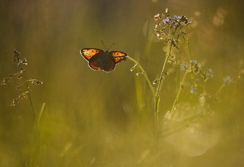 Июнь.Утро..photo preview